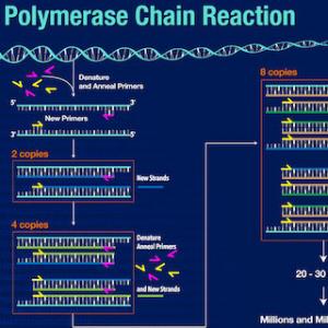 What is Polymerase Chain Reaction?